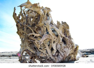 trunks left by the tides on the beach