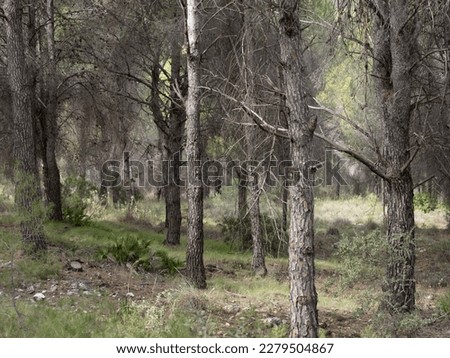 Trunks of Mediterranean fores trees surviving from a fire