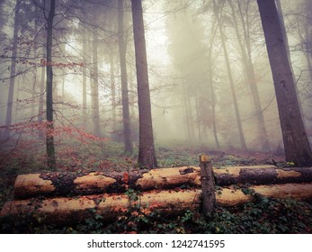 Trunks on the ground