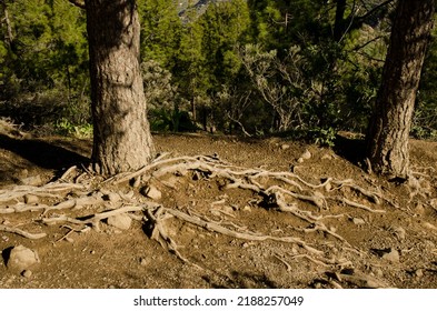Trunks and roots of Canary Island pines Pinus canariensis. The Nublo Rural Park. Tejeda. Gran Canaria. Canary Islands. Spain.