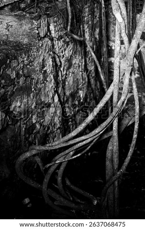 trunks and roots growing from abandoned ruins, living sculptures