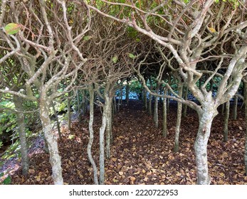 Trunks of shrubs lined up with their branches seen from below with dead leaves covering the ground, perspective view.
