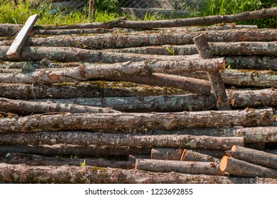 The trunks of small trees, of the workpiece for heating the stove. Beech.