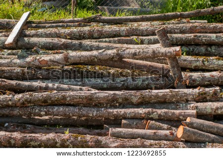 The trunks of small trees, of the workpiece for heating the stove. Beech.