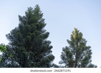 TRUNKS AND TEXTURE OF PINNUS ELLIOT.