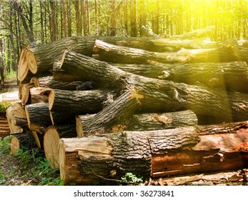 Trunks  trees