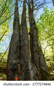 Trunks of trees joined together one huge base