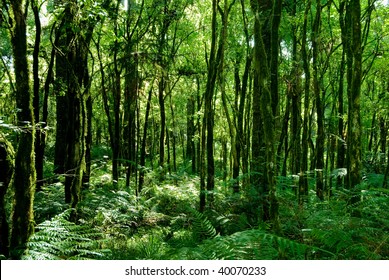 Trunks Of Trees With Moss On Brazilian Atlantic Rainforest.