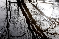 Trunks Of Trees Without Leaves Are Reflected On The Surface Of A Stream In Sunshine And Calm Watercourse