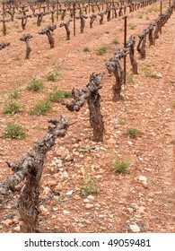 Trunks of vines in fields