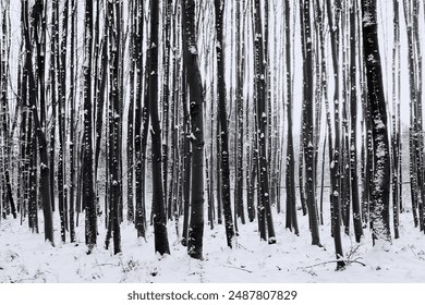 Trunks of young deciduous trees covered with snow. Black and white frozen forest isolated.
