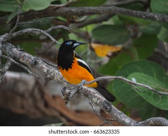 Trupial Bird Views Around Curacao Small Stock Photo 663623335 ...