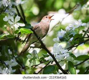 Trush nightingale singing in a nesting plot in an old apple orchard in the city center