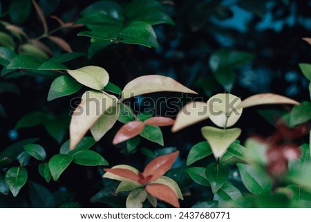 try to catch the leaves up close