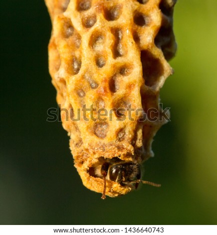 Trying to queen bees to get out of the cocoon