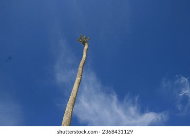 trying to touch the sky