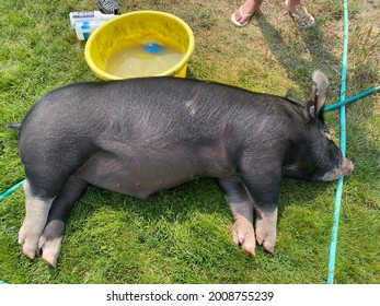 Trying To Wash A Show Pig