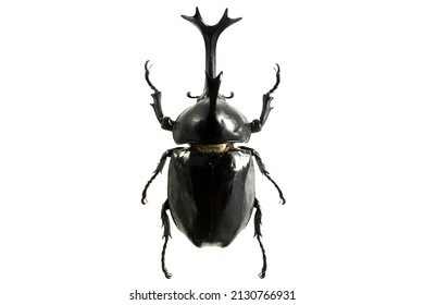 Trypoxylus Dichotomus Allomyrina Dichotoma Common Name Stock Photo ...