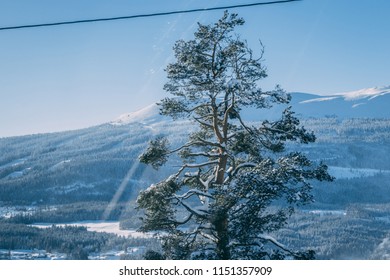 Trysil Norway Tree