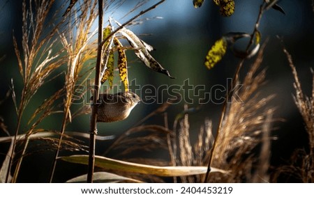 Trzciniak ptak w trzcinowisku przy promieniach słońca Zdjęcia stock © 