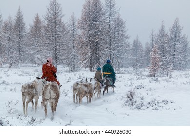 Tsaatan Family On Their Reindeers / Taiga NW Mongolia