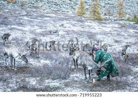 tsaatan woman in a traditional deel with a reindeer in a taiga of norther Mongolia