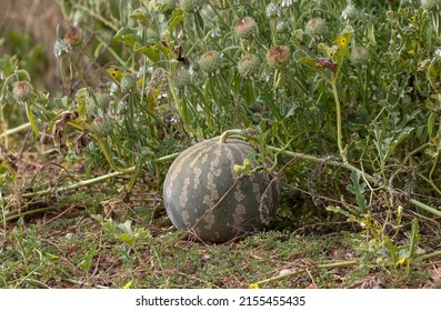 Tsamma Or Citron Melon, Kgalagadi Transfrontier Park, South Africa