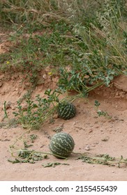 Tsamma Or Citron Melon, Kgalagadi Transfrontier Park, South Africa