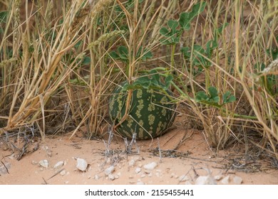 Tsamma Or Citron Melon, Kgalagadi Transfrontier Park, South Africa