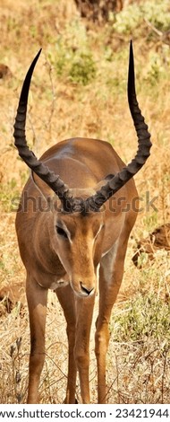           Tsavo National Park, Kenya wildanimal photo, deer closeup