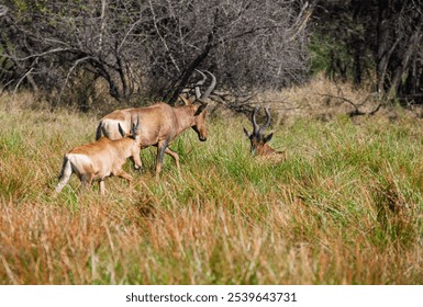 Tsessebe antelope family, with baby calf, grazing the tall grass in the Botswana bush - Powered by Shutterstock