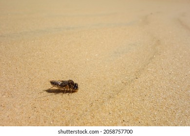 A Tsetse Fly On The Sand