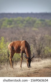 Tsetsebe antelope in Kruger National Park South Africa