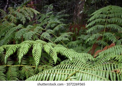 Tsitsikamma Forest Ferns