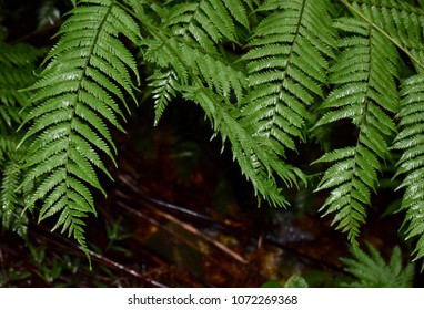 Tsitsikamma Forest Ferns