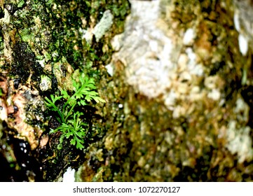 Tsitsikamma Forest Flora