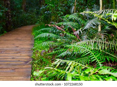 Tsitsikamma Forest Paths