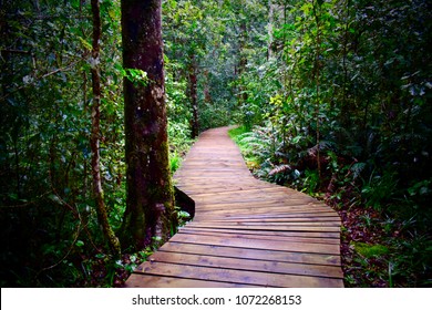 Tsitsikamma Forest Paths