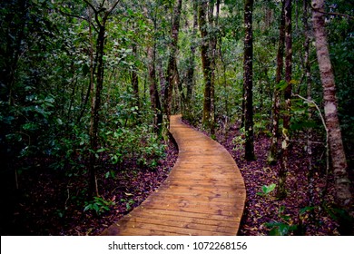 Tsitsikamma Forest Paths