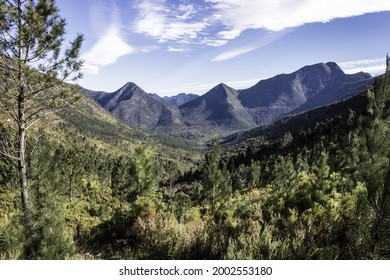 Tsitsikamma Forest In South Africa