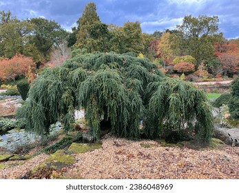 Tsuga canadensis 'Pendula' (Weeping Eastern Hemlock) growing in the rock garden at RHS Wisley 