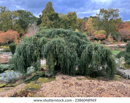 Tsuga canadensis 'Pendula' (Weeping Eastern Hemlock) growing in the rock garden at RHS Wisley 
