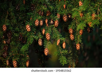 (Tsuga Heterophylla) Twigs An Cones Of The Western Hemlock Tree 