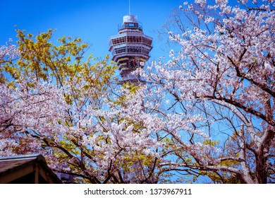 Tsutenkaku And Cherry Blossoms