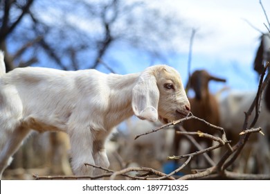 Tswana Goat In A Kraal In Botswana 