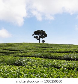 Tthe Tea Plantation In Lembang, Bandung, Indonesia.