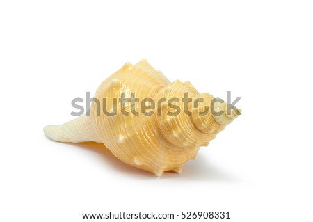 Tuba False Fusus sea shell isolated on white background. Hemifusus is a genus of sea snails, marine gastropod mollusks, the crown conches. Family: Melongenidae.