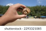 Tuban, Indonesia - April 23rd, 2023: things on a beach, it is showing a dead sea snail shell that found on a sandy beach in the morning, taken photo with very bright sunshine on summer holidays