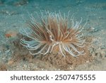 Tube Anemones (Cerianthus membranaceus) Granada, Spain