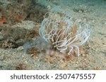 Tube Anemones (Cerianthus membranaceus) Granada, Spain